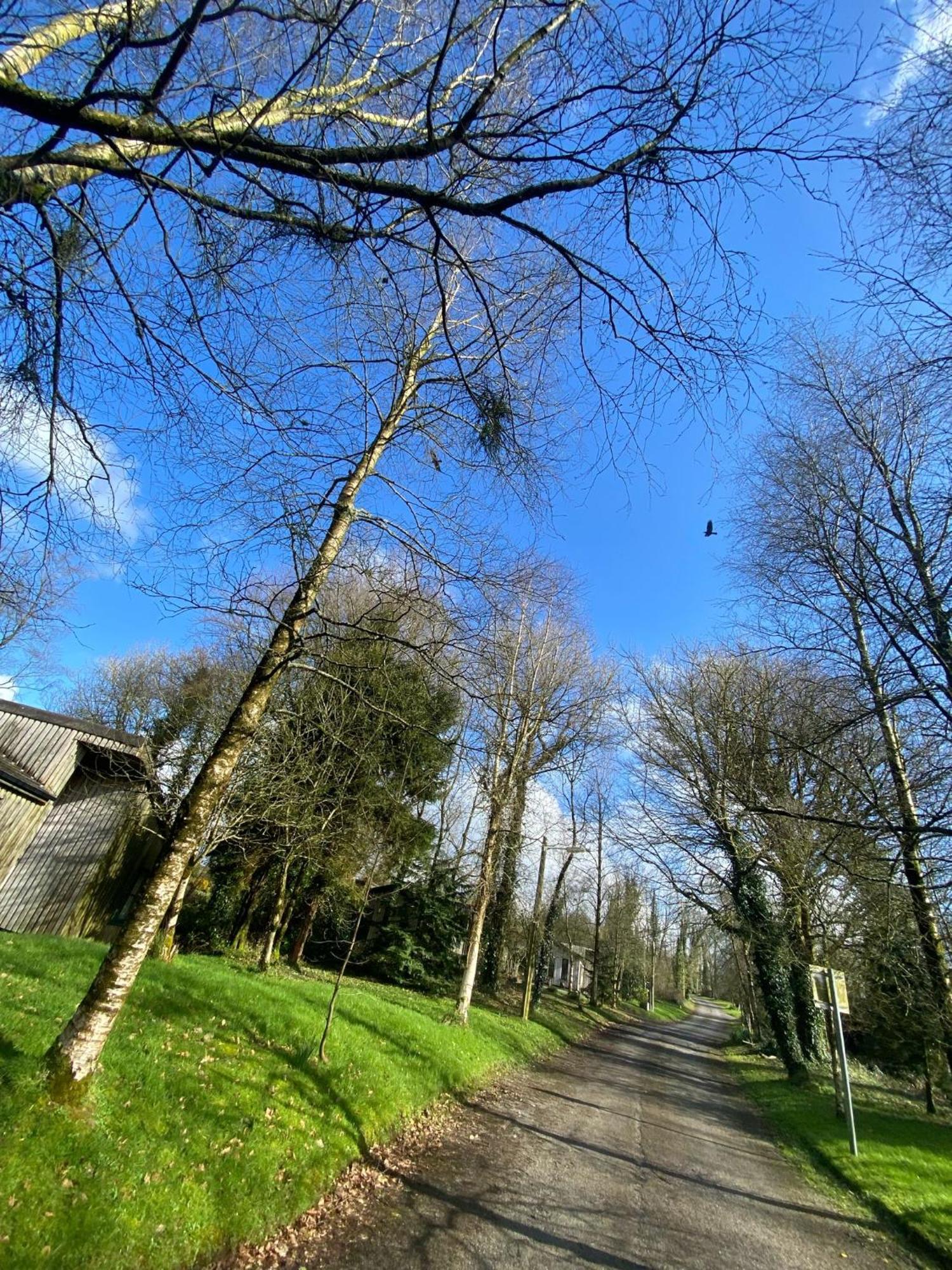 Ballyhoura Mountain Lodges Ballyorgan Esterno foto